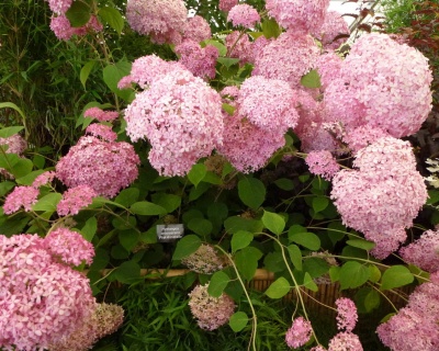 Гортензия древовидная "Пинк Анабель"  (Pink Annabelle)