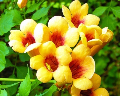 Кампсис Джуди (P-9)