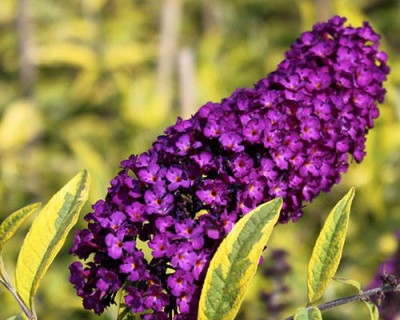 Буддлея Давида "Сантана" (Santana)