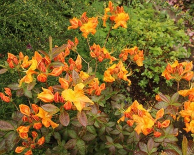 Азалия крупноцветковая "Клондайк"