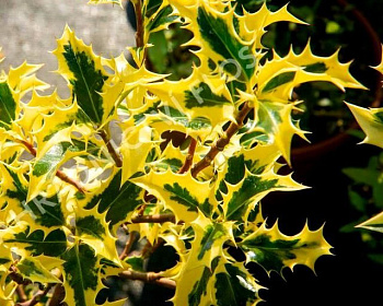 Падуб  остролистный  "Голд  Квин"