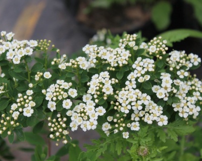 Спирея ниппонская «Халвард Сильвер»
