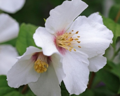 Чубушник "Бель Этуаль"