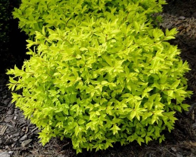 Спирея японская "Голден Карпет"