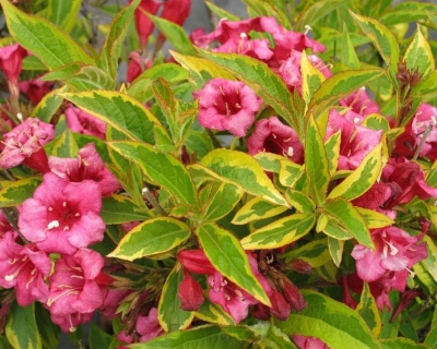 Вейгела цветущая "Brigela"