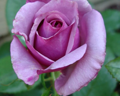 Роза Чайно-Гибридная "Нептун"