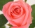 Роза Чайно-Гибридная «Карина» 