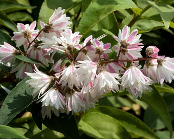 Дейция шершавая "Плена" (Plena)