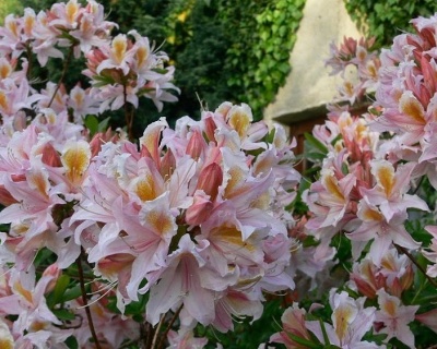 Азалия крупноцветковая "Ирен Костер"