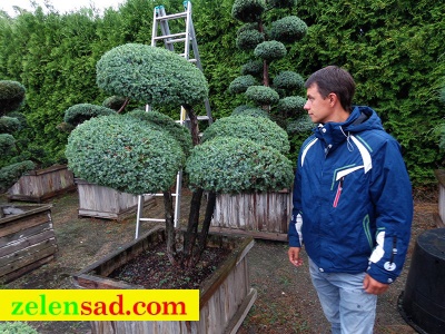 Бонсай из можжевельника "Блюкарпит"