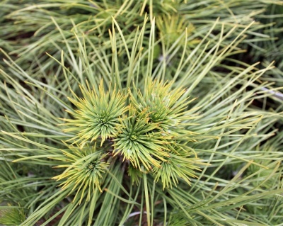 Сосна черная "Спилберг"