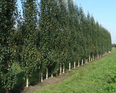 Береза бородавчатая "Фастигиата"