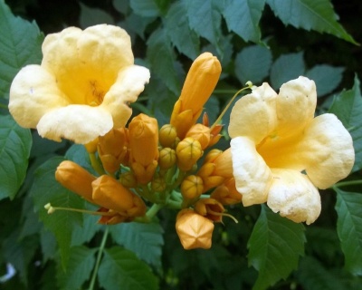 Кампсис Флава (P-9)