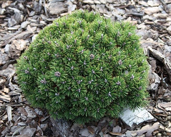 Сосна горная "Мини Мопс"