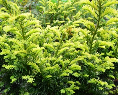 Тис ягодный "Элегантиссима"