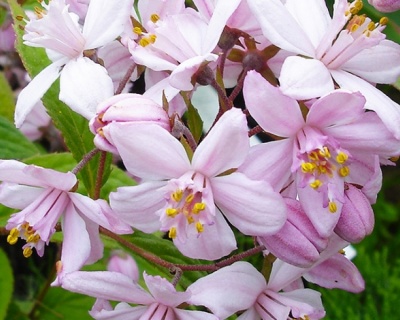 Дейция гибридная "Моунт Роуз" (Mont Rose)