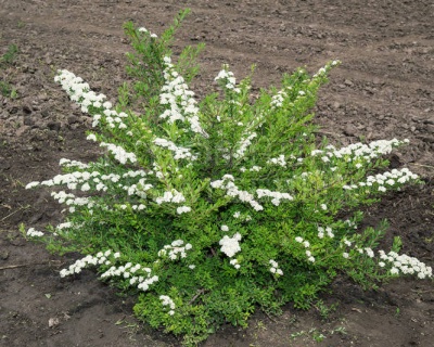 Спирея ниппонская «Сноумаунд»