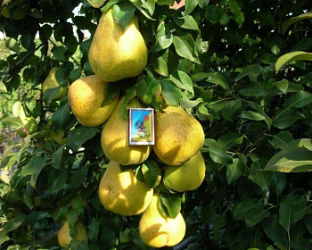 Груша колоновидная "Санреми"