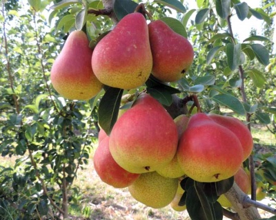 Груша колоновидная "Г-1"