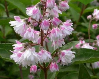 Дейция шершавая "Кодселл Пинк" (Codsall Pink)