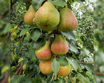 Груша колоновидная "Изумруд"