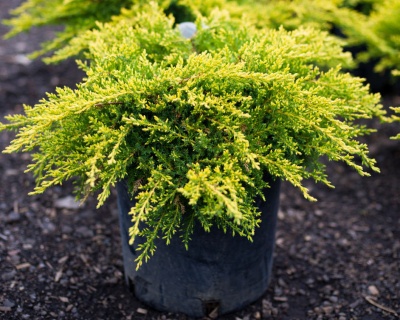 Можжевельник средний "Олд Голд"