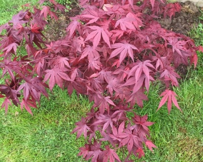 Клен пальмолистный "Бладгуд"
