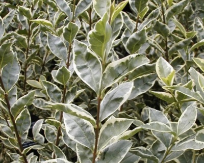 Бирючина обыкновенная "Глаукум"