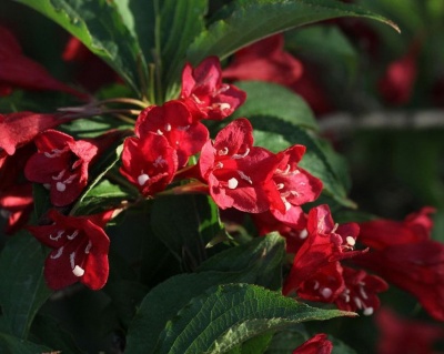 Вейгела гибридная "Bristol Ruby"