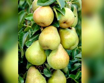 Груша колоновидная "Сладкая красавица"