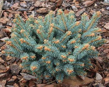 Ель колючая "Глаука Компакта"