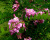 Робиния лжеакация "Пинк Каскад" Робиния лжеакация "Пинк Каскад"