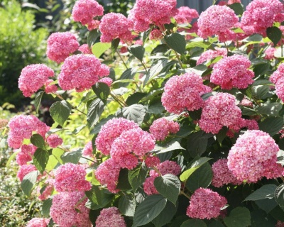 Гортензия древовидная "Пинк Анабель"  (Pink Annabelle)