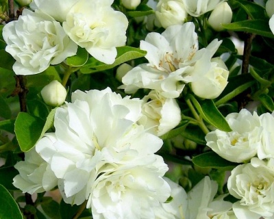 Чубушник "Лунный свет"