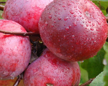 Яблоня "Память Коваленко"