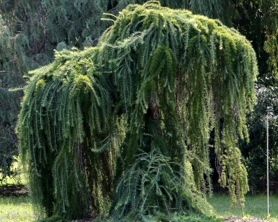 Лиственница Европейская "Пендула"