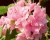 Азалия крупноцветковая "Килиан"
