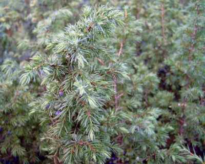 Можжевельник обыкновенный "Брунс"