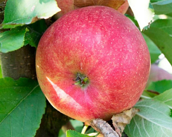 Яблоня "Чемпион"