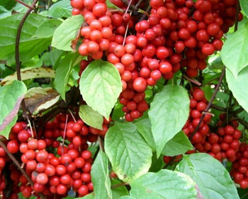 Китайский лимонник "Первенец" 