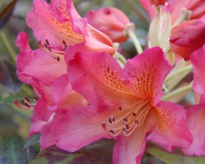 Азалия крупноцветковая "Сесиль"