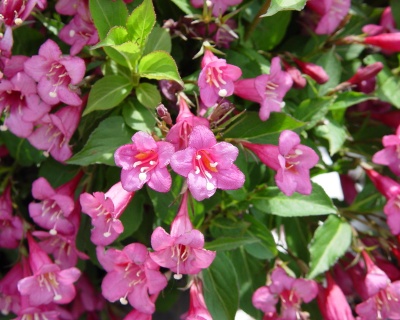Вейгела цветущая "Rumba"