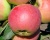 Яблоня "Успенское"