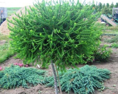 Лиственница Европейская "Корник" (штамбовая форма)