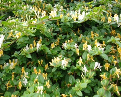 Жимолость японская "Халиана" (P-9)