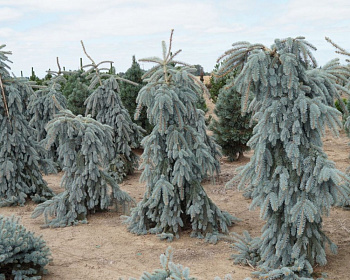 Ель колючая "Глаука Пендула"