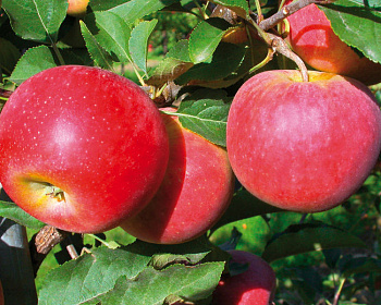Яблоня "Фридом"
