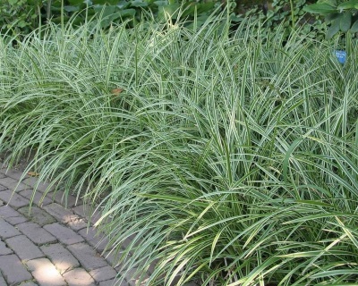 Осока Моррова "Айс Денс"