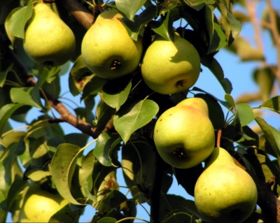 Груша колоновидная "Нежность"
