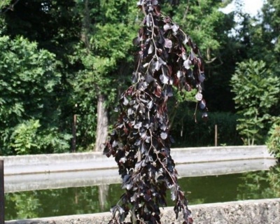 Бук лесной "Блэк Свен"